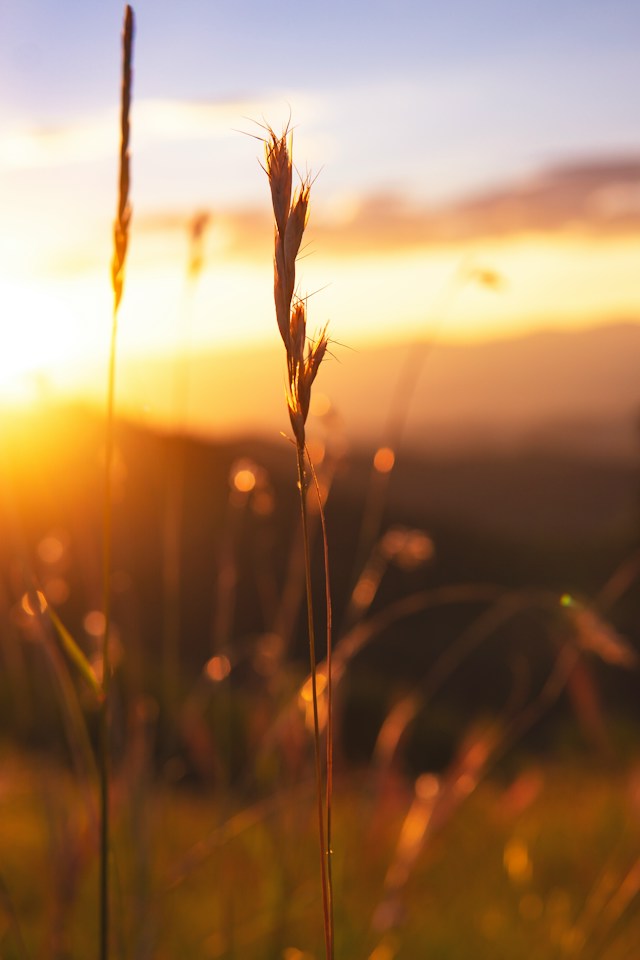 Golden grass at sunset